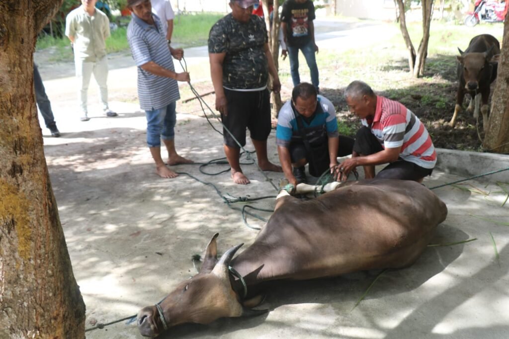 Satgas Gakkum ODC-2025 menyembelih 2 ekor sapi sebagai wujud syukur dan ibadah di Hari Raya Idul Adha 1446 H