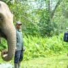 Forum Konservasi Gajah Indonesia Apresiasi Langkah Menhut Raja Juli Antoni Lindungi Habitat Gajah