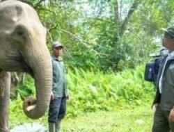 Forum Konservasi Gajah Indonesia Apresiasi Langkah Menhut Raja Juli Antoni Lindungi Habitat Gajah