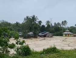 Tragis! Banjir Bandang di Tapanuli Utara Hanyutkan Rumah dan Mobil, Akses Jalan Putus Total!